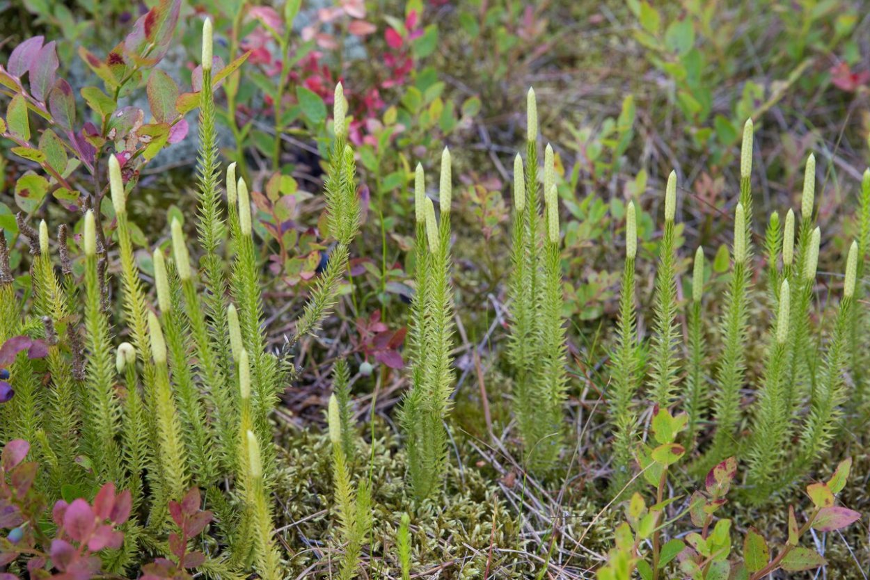 Lycopodium annotinum