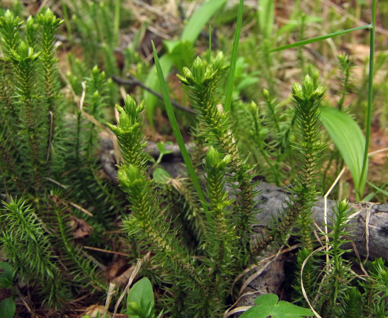 Плауны и Плауновидные