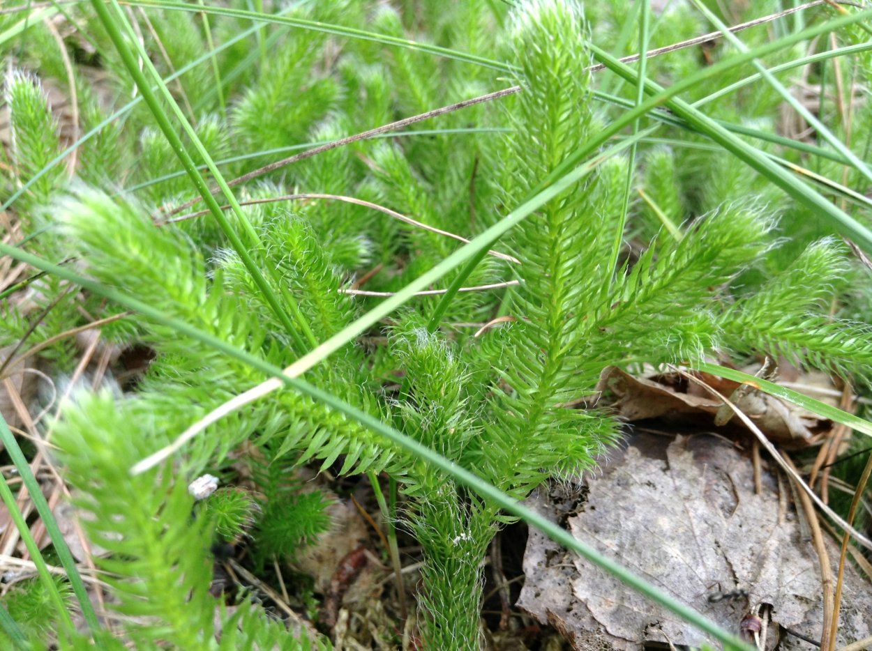 Ликоподий вырастить дома