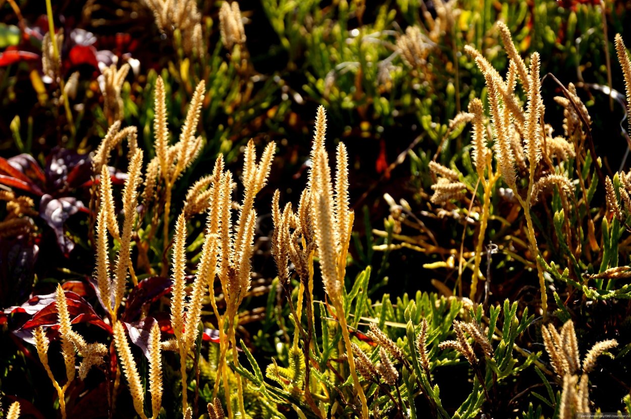 Миурелла Сибирская