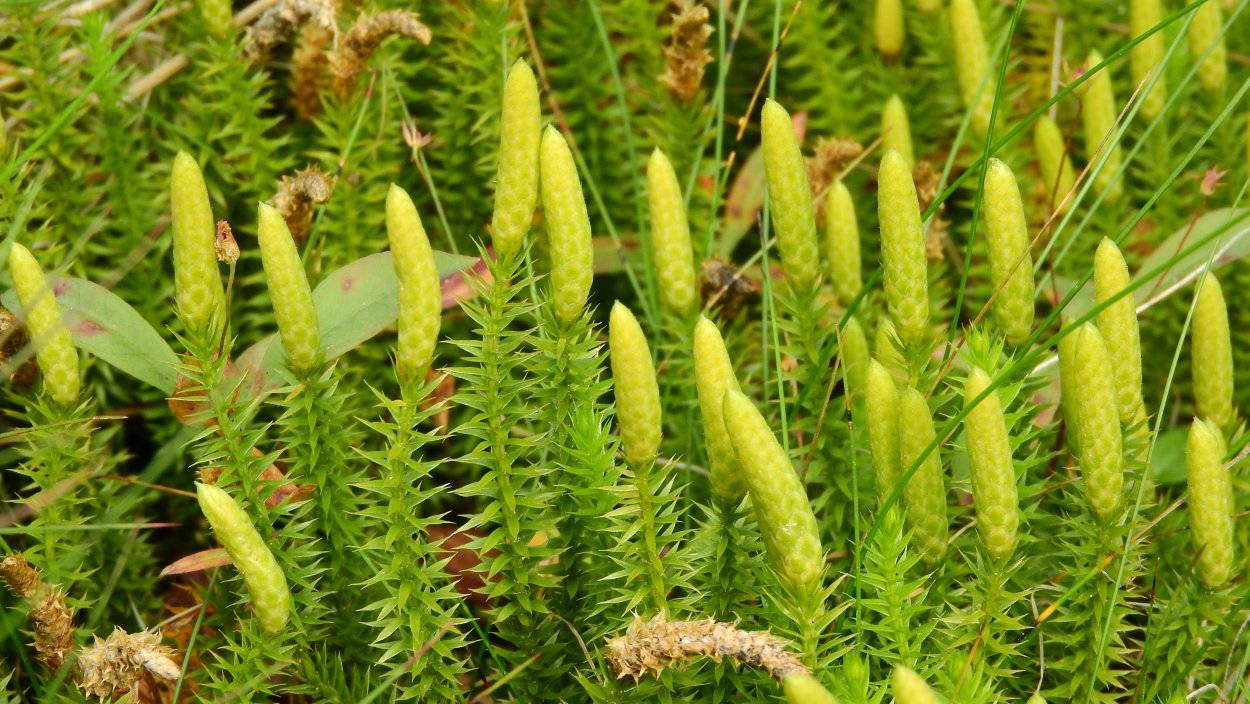 Плауновидные (Lycopodiophyta)