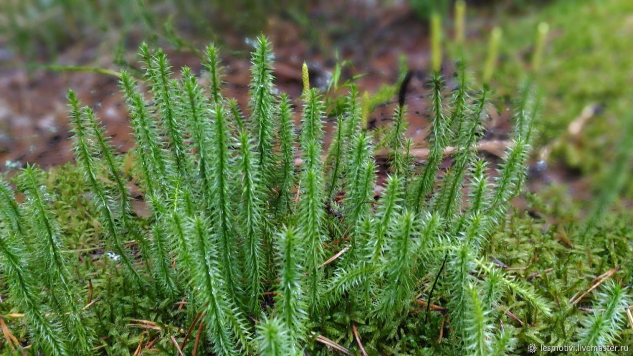 Плаун Баранец