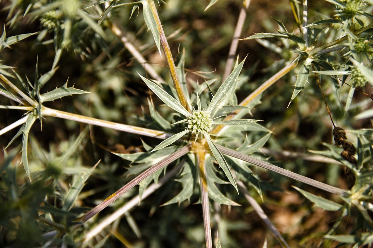 Колючка дурнишник