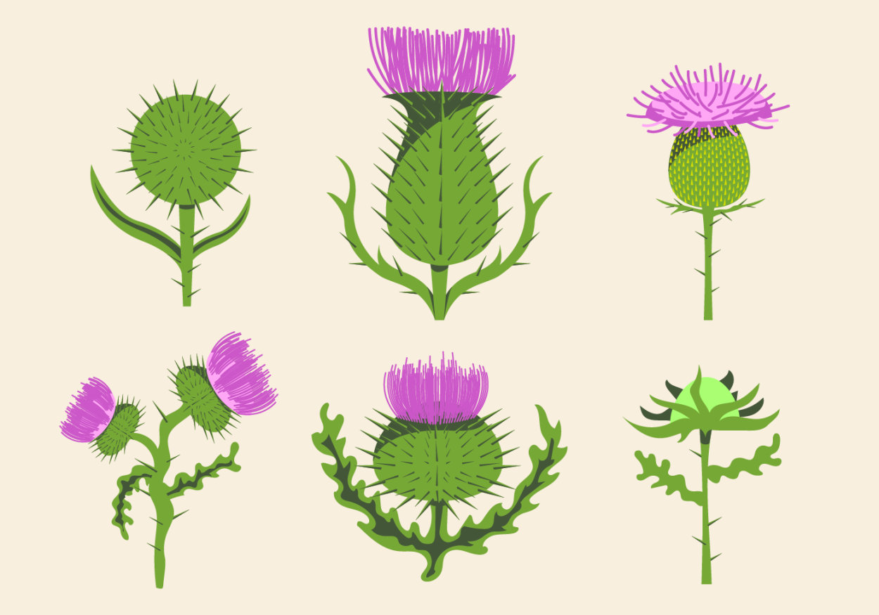 Thistle вектор