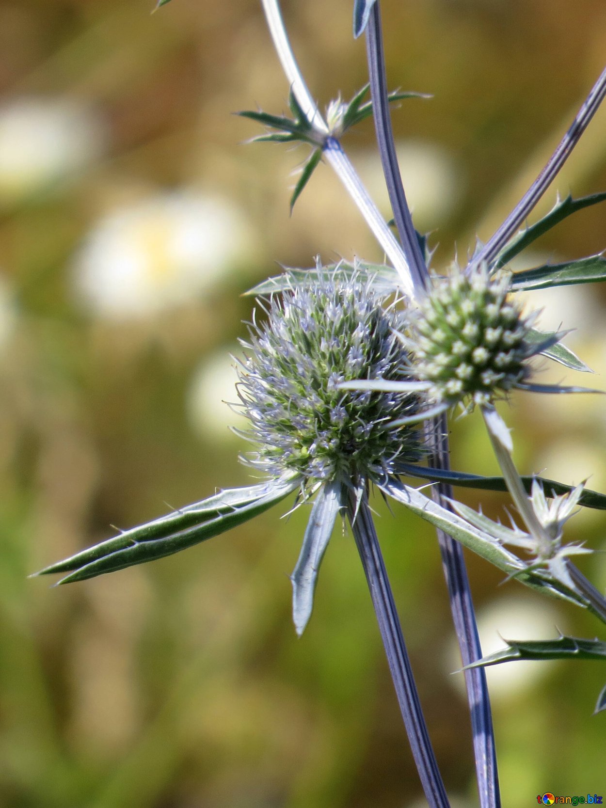 Сорняк синеголовник