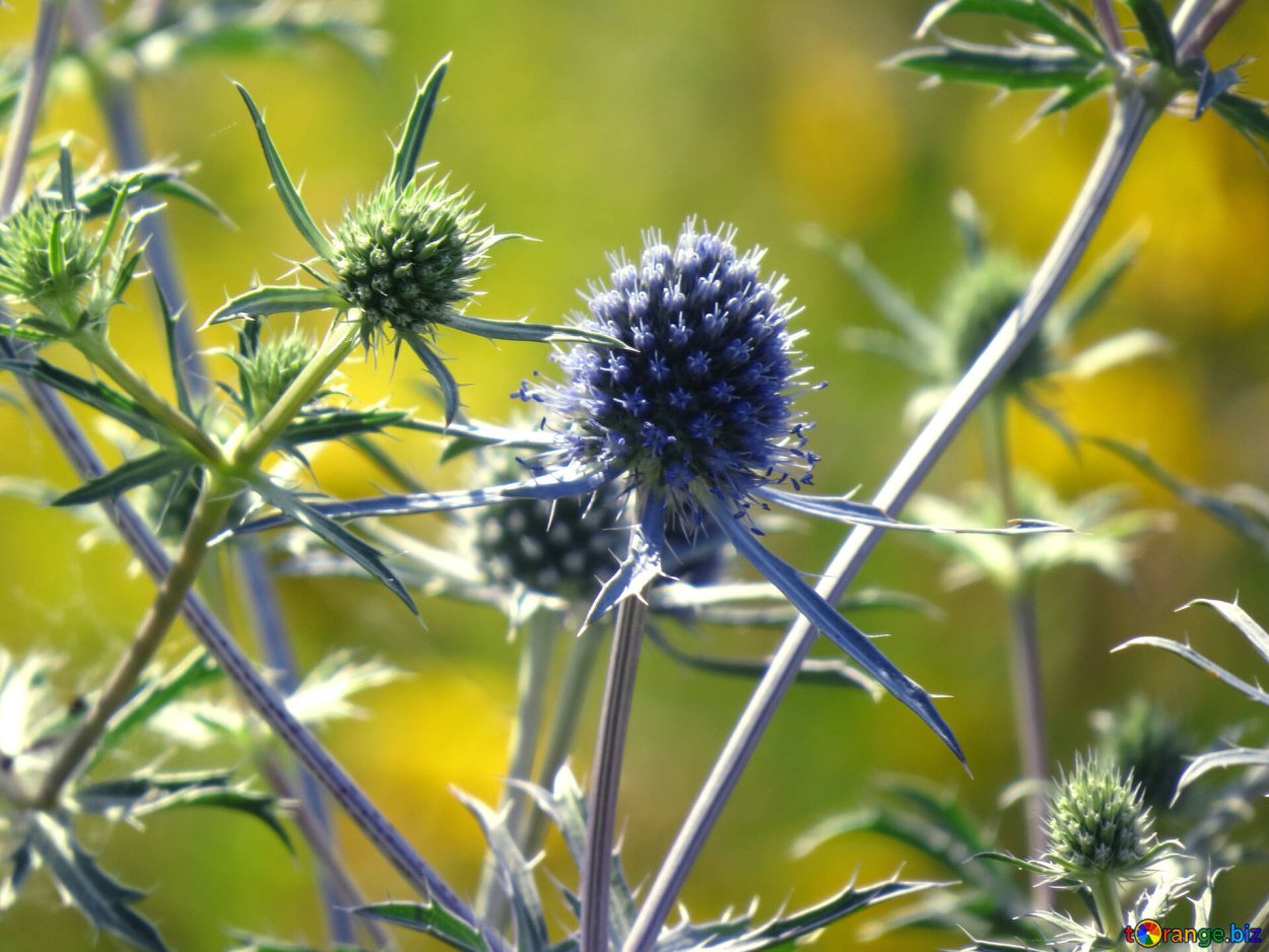 Синеголовник полевой