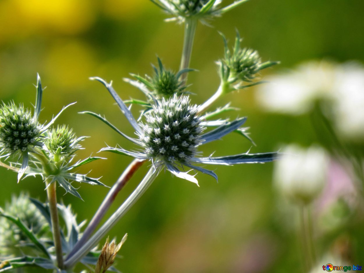 Чертополох Колючник