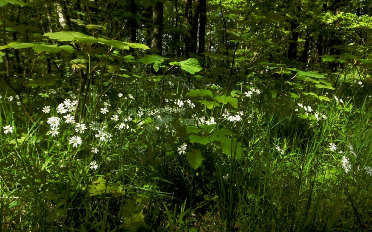 Лекарственные травы в лесу