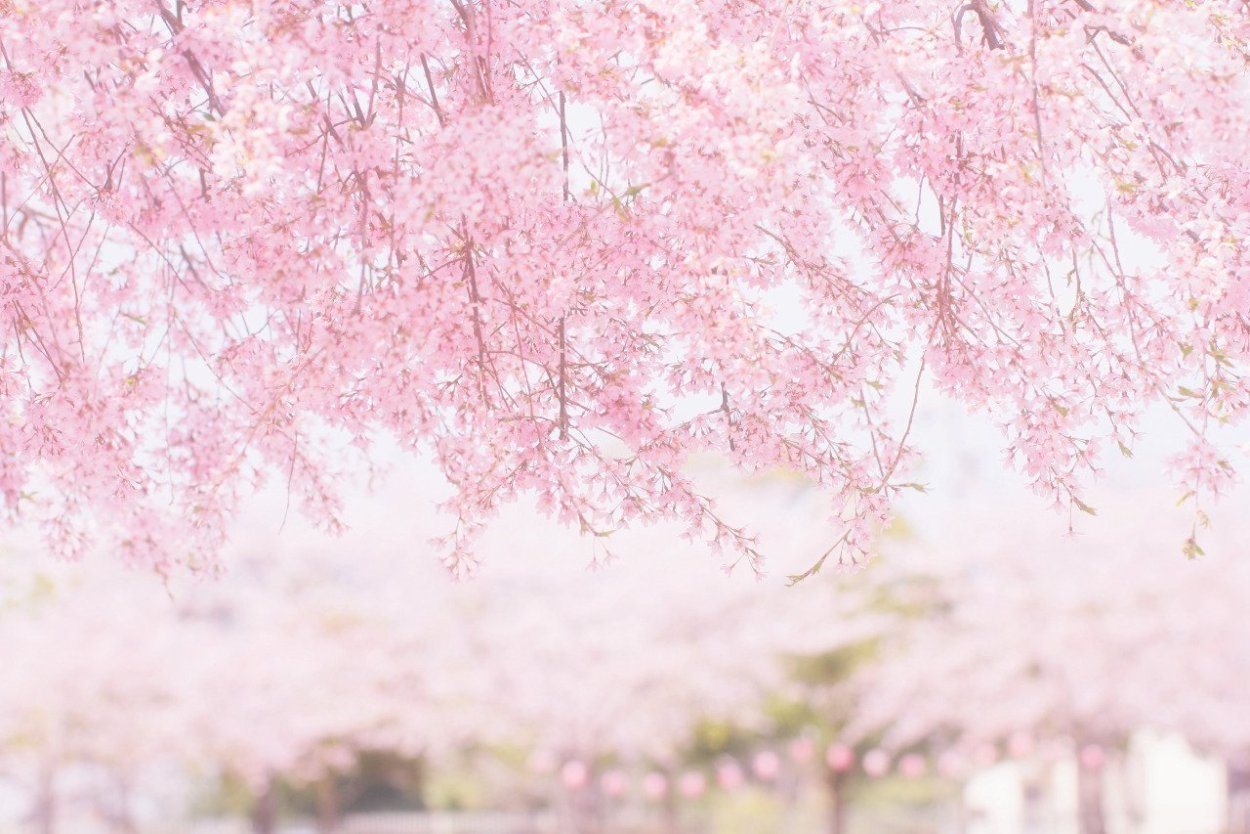 Сакура на синем фоне