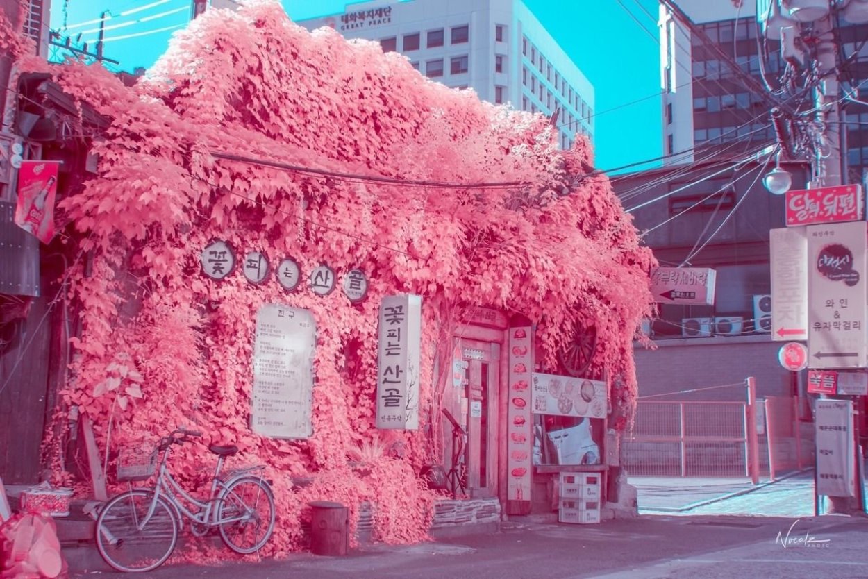 Цветущая вишня