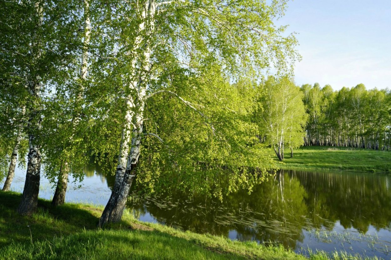 Деревня изба река береза