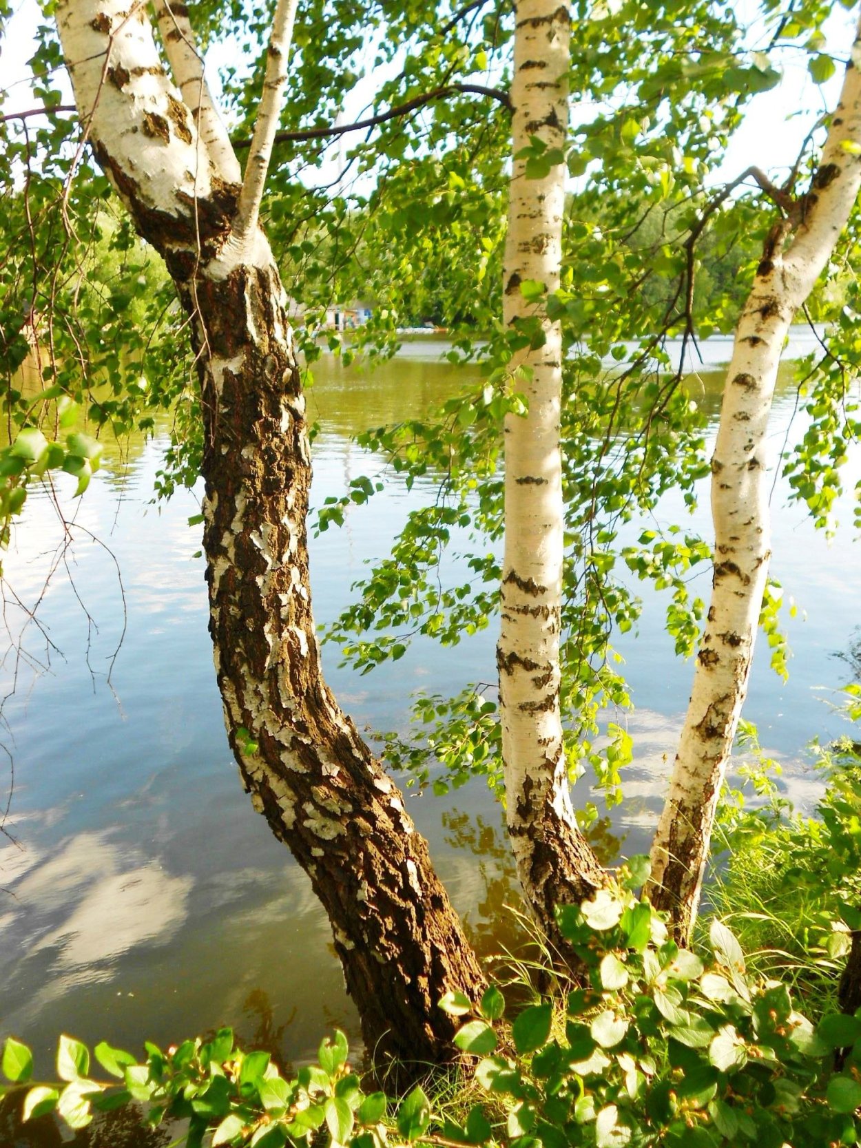 Озеро Березовое Березово