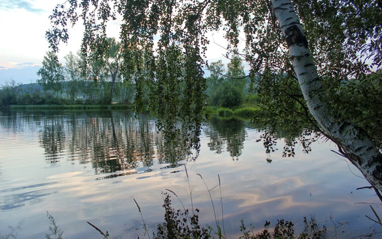 Березовая роща Партизанское водохранилище