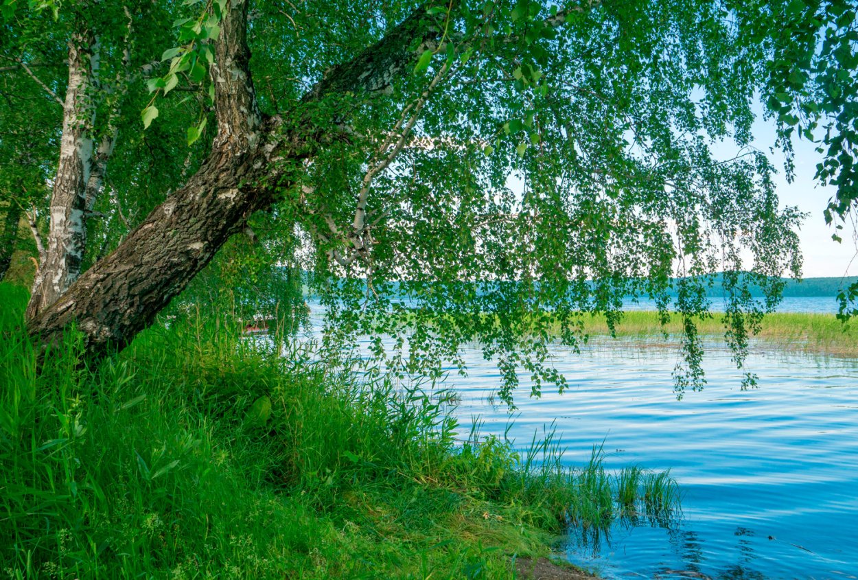 Берёзовая роща и река