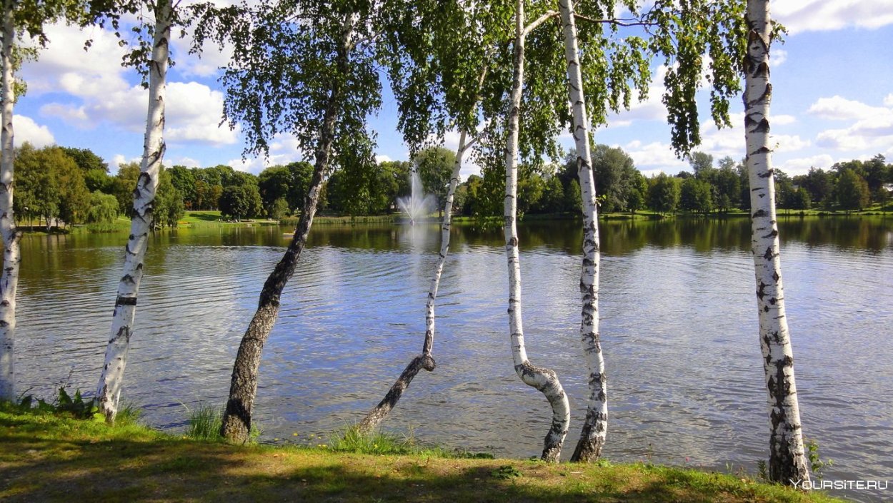 Березы в Канаде