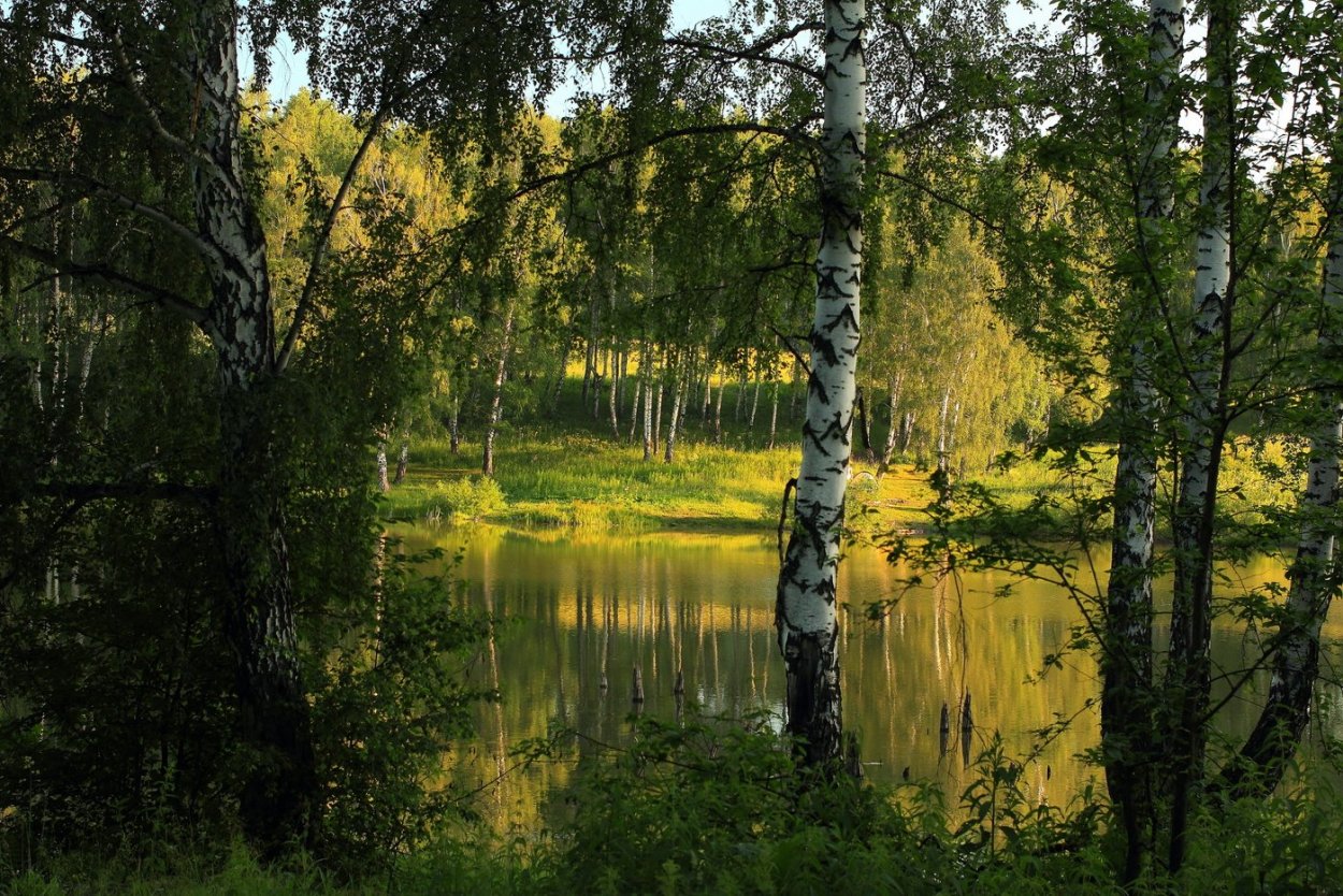 Пейзаж береза Березовая роща озеро