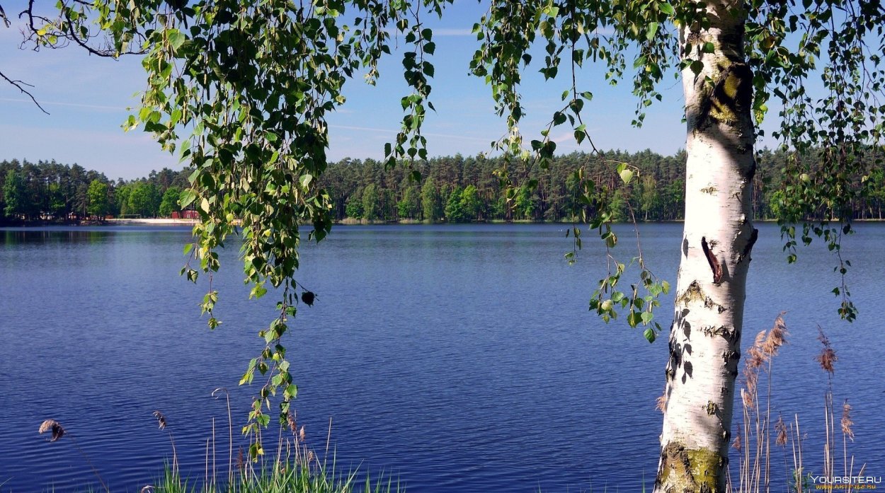 Березы в Марий Эл