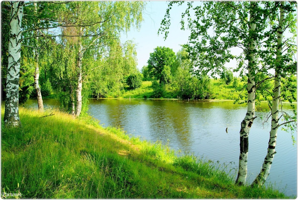 Березовая роща с озером