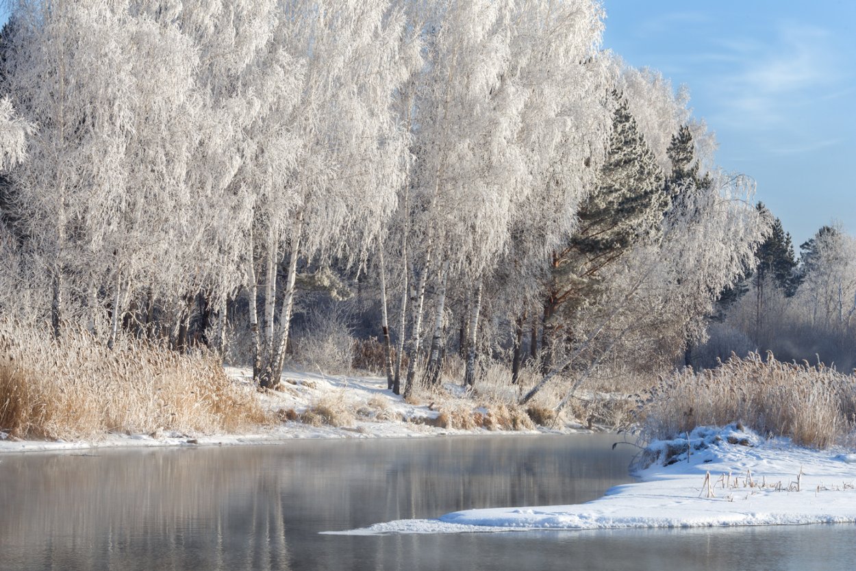 Влюбленные в березовой роще