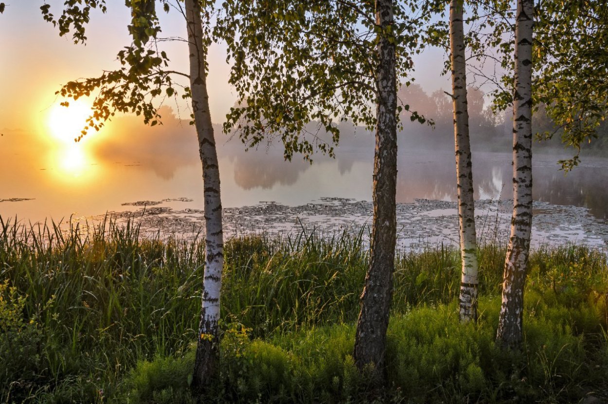 Белая береза у реки