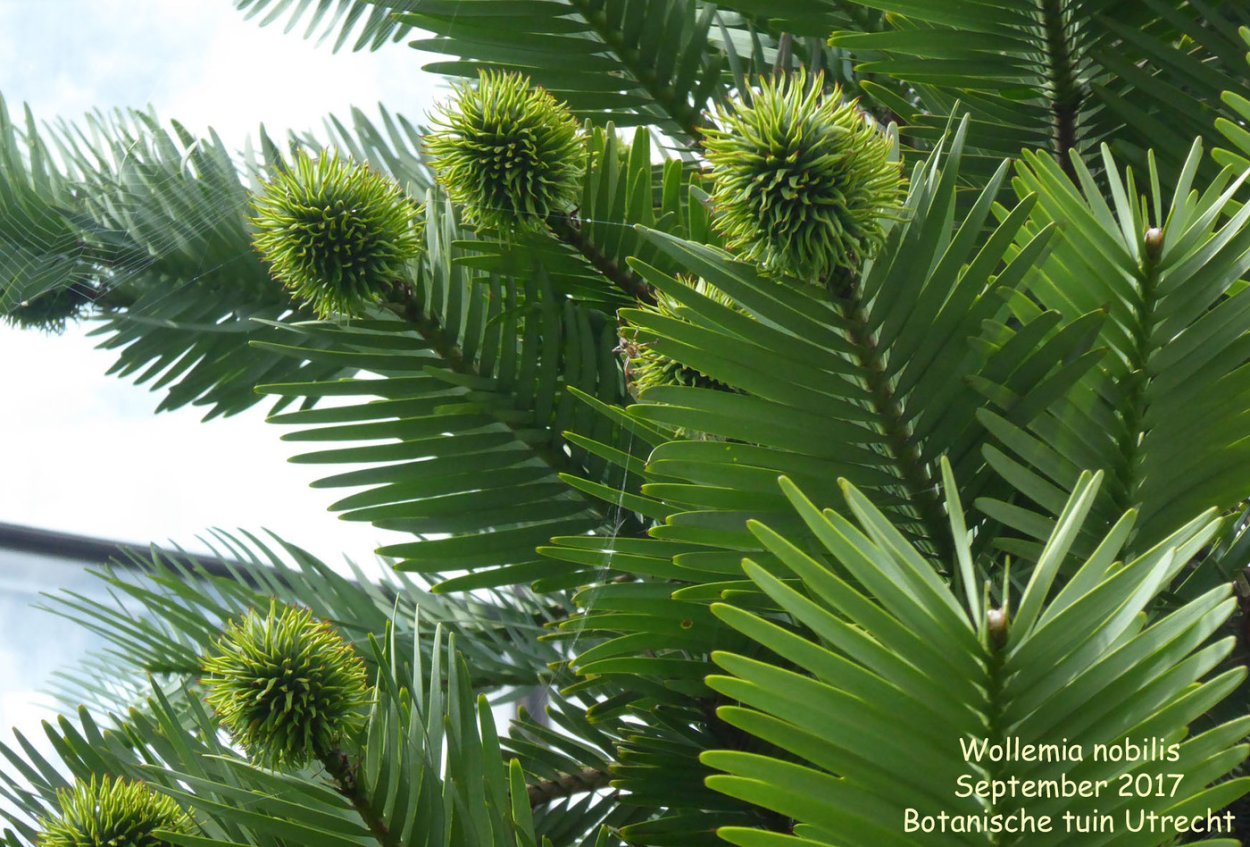 Формы деревьев и кустарников