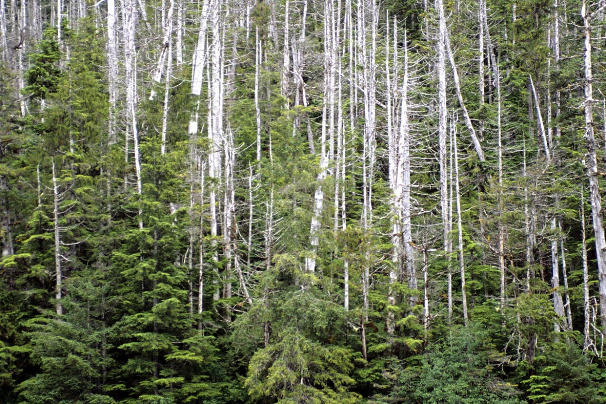 Темир Агач дерево