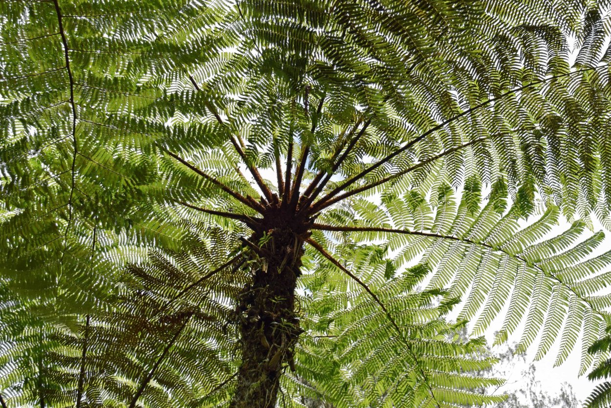 Баобаб (Адансония пальчатая