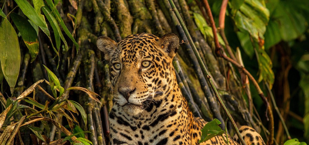 Гиперион дерево