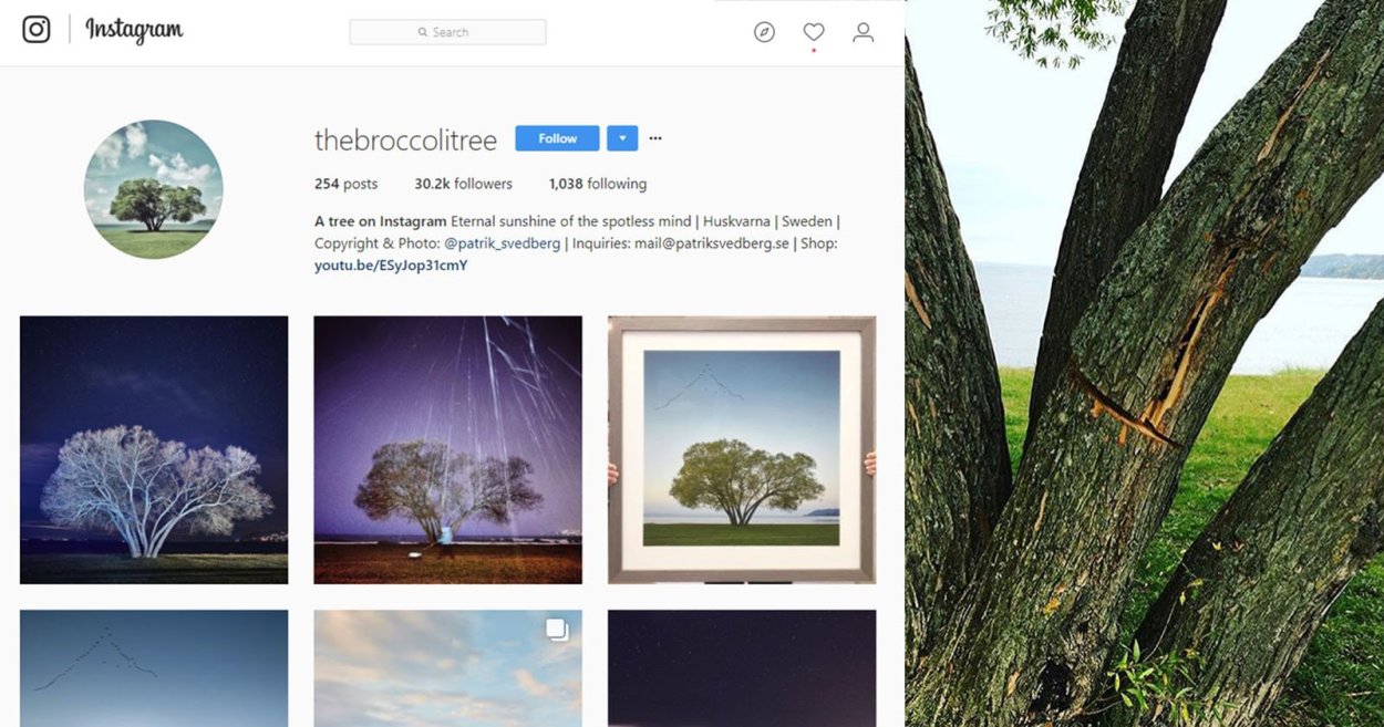 Деревья для скетчбука животных