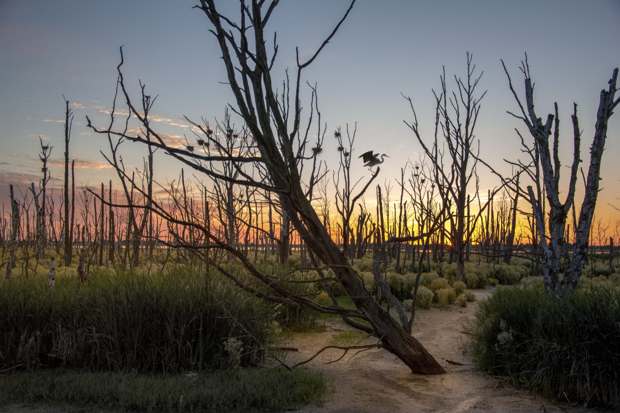 Коала обнимает дерево