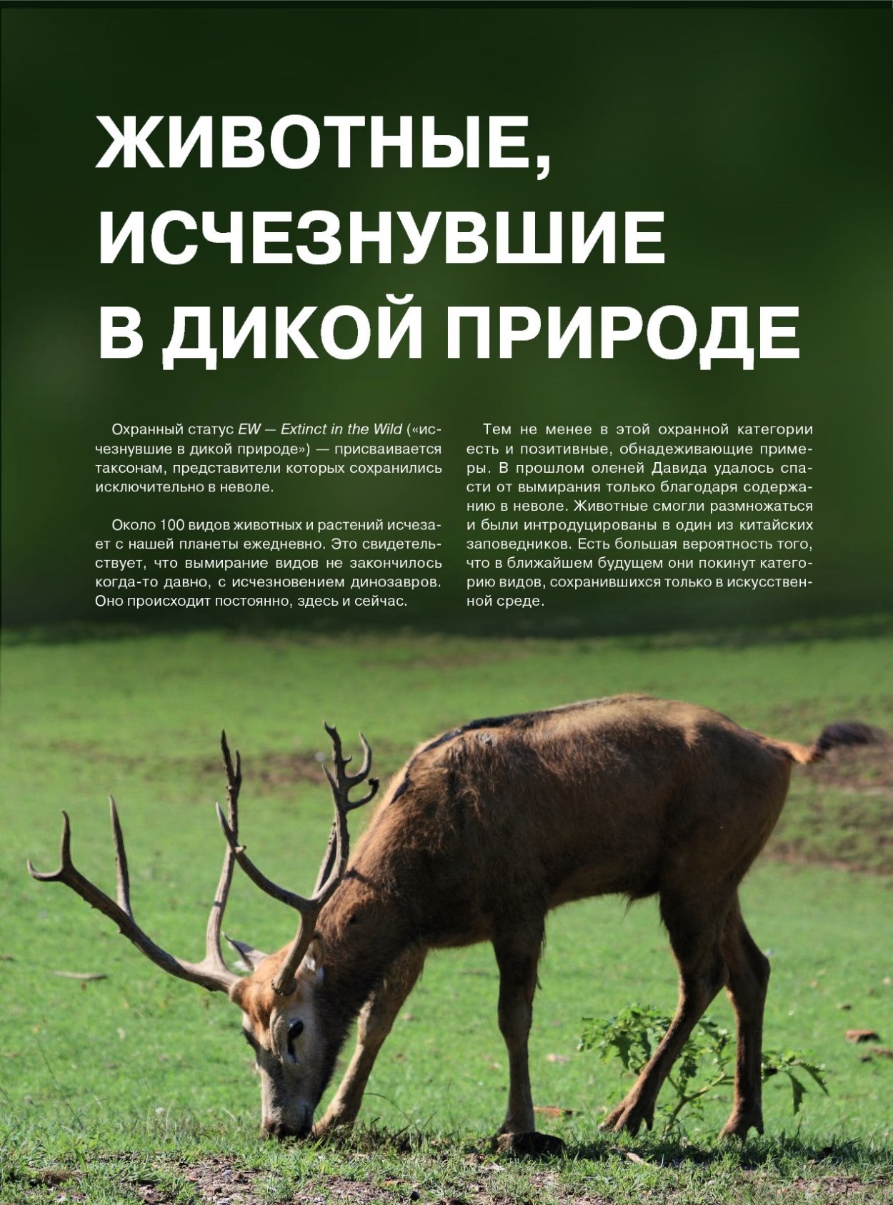 Спокойной ночи моя Панда