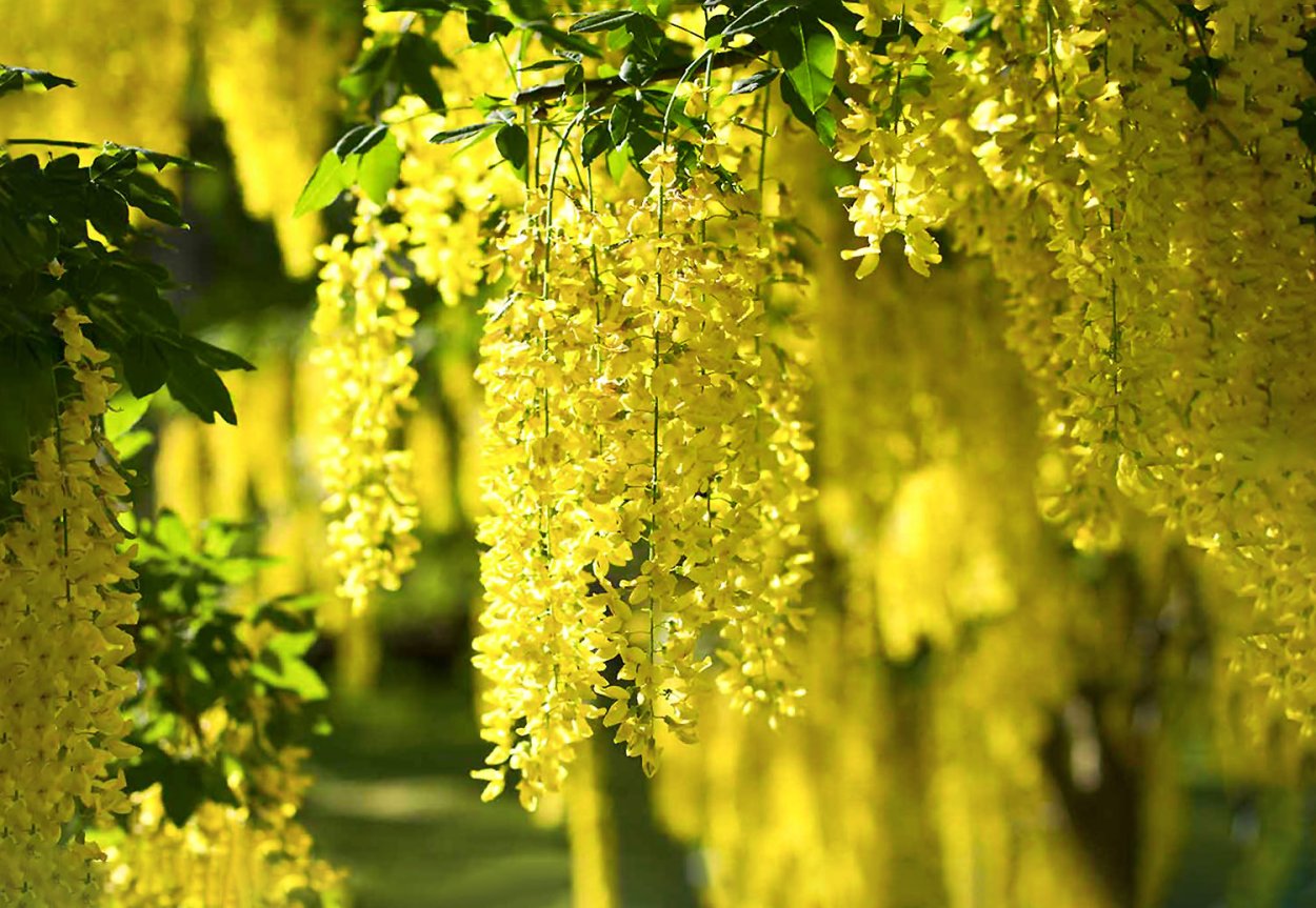Бобовник золотой дождик купить