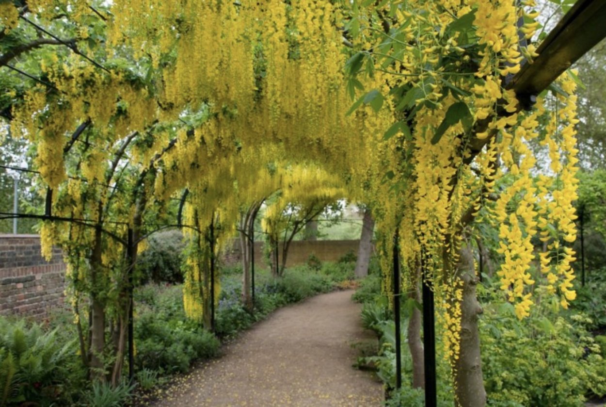 Глициния золотой дождь