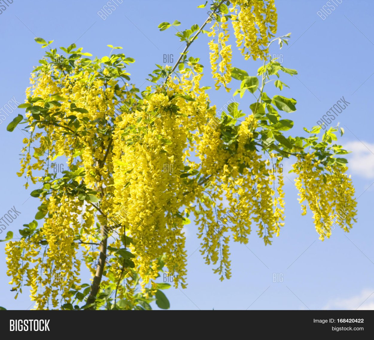 Бобовник анагировидный