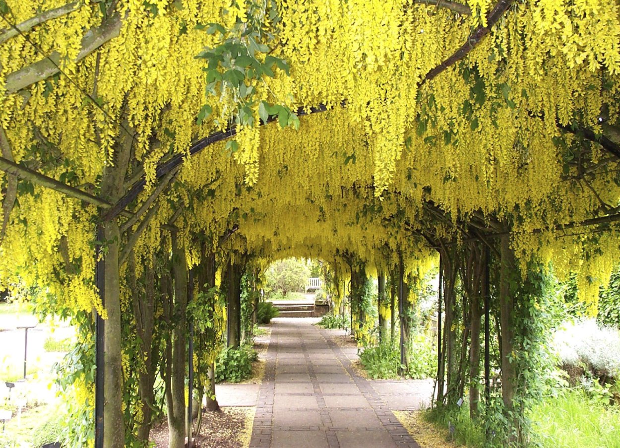 Бобовник белый