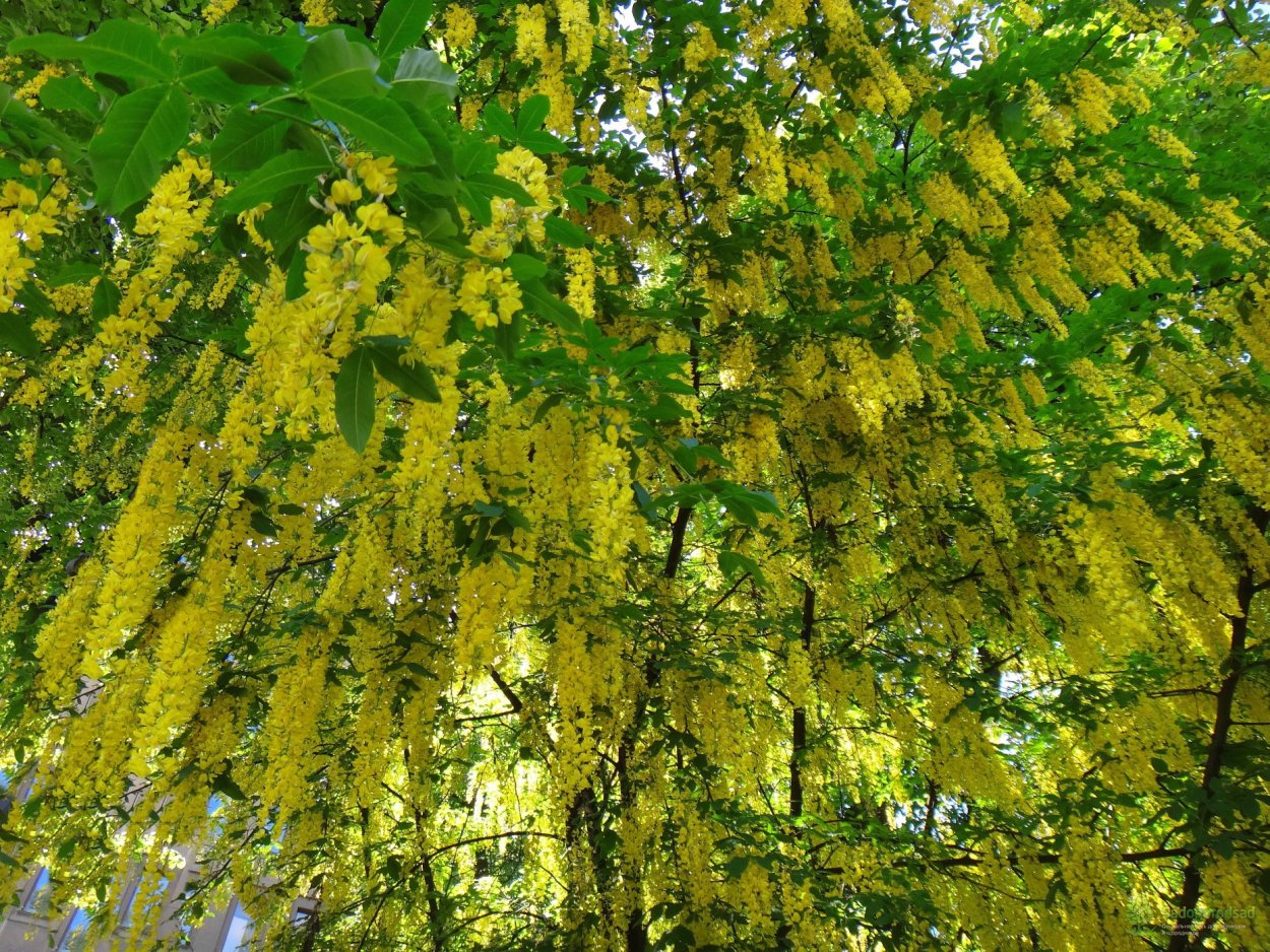 Laburnum anagyroides