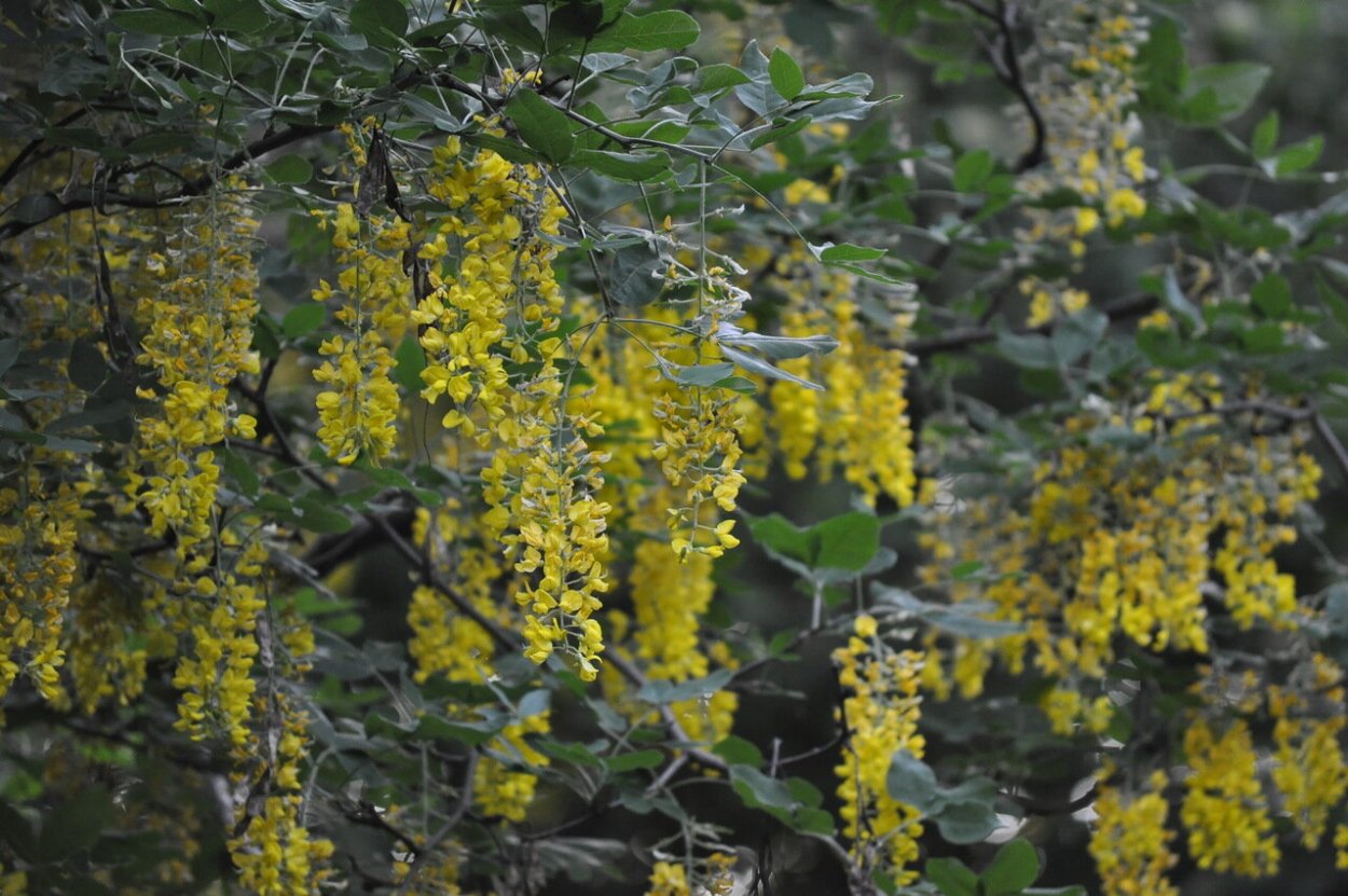 Бобовник Альпийский