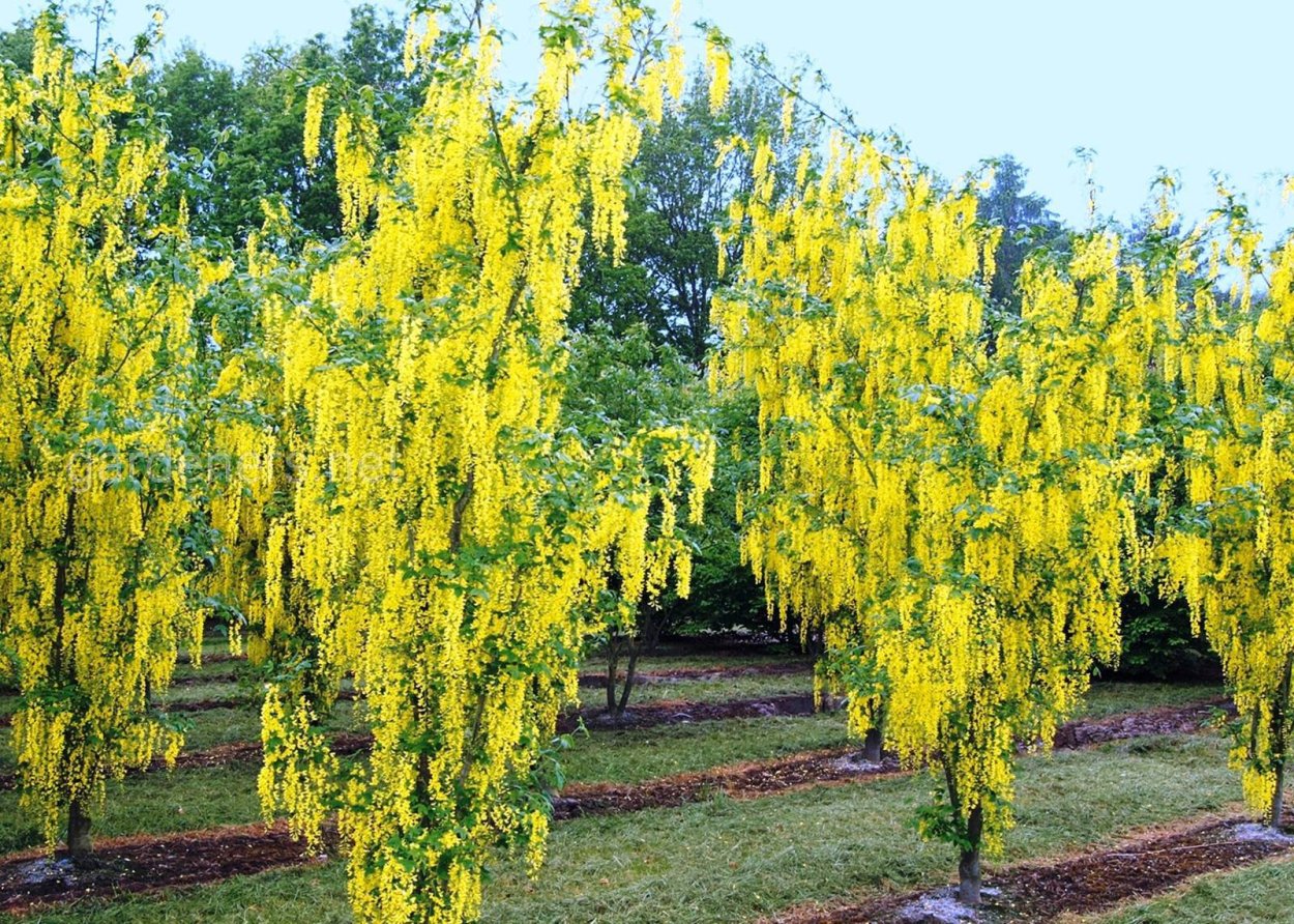Лабурнум Гроув