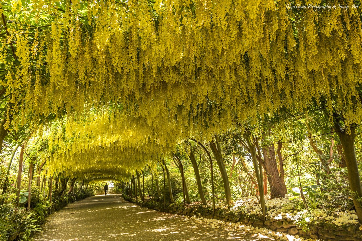 Бобовник и Акация