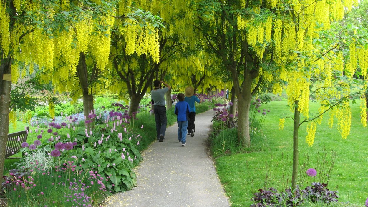 Бобовник анагиролистный