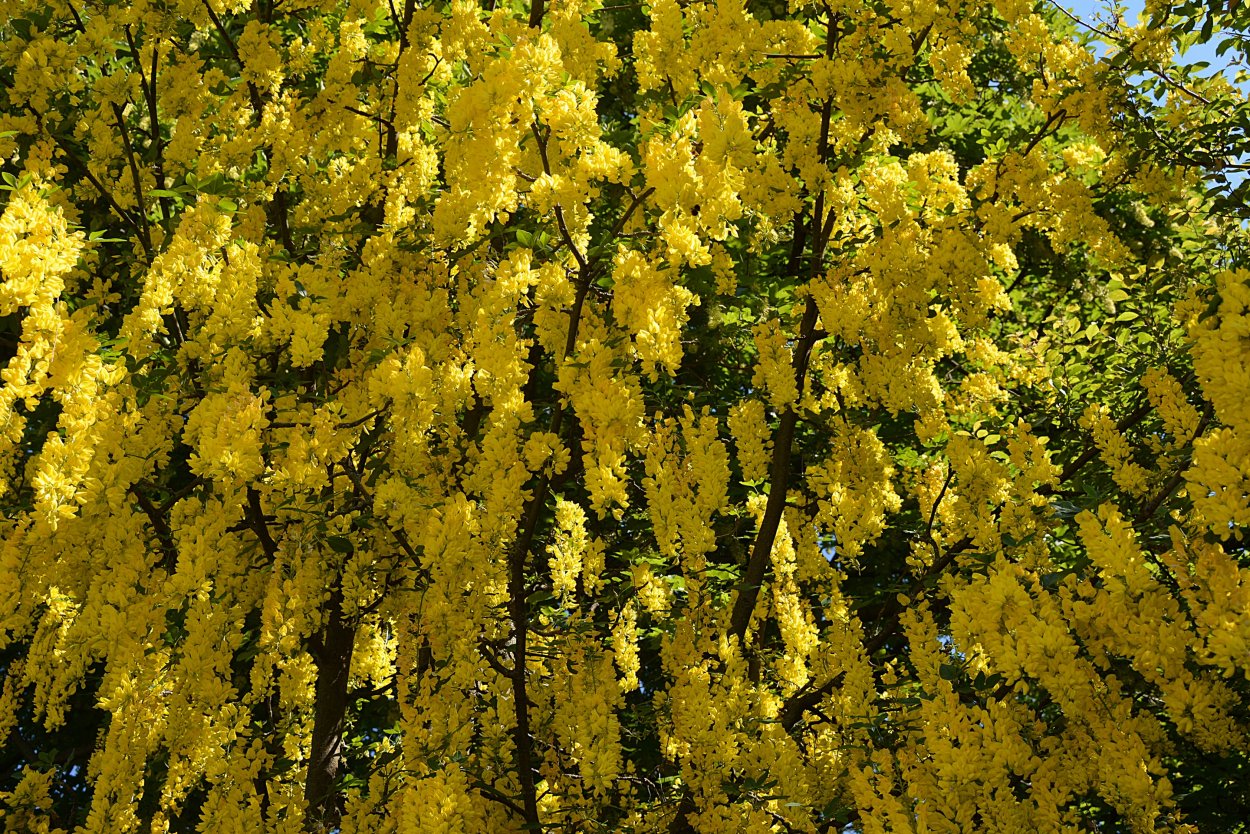 Бобовник садовый Лиана