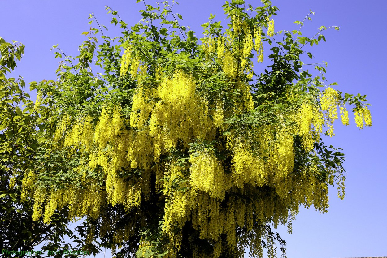 Бобовник анагиролистный после цветения