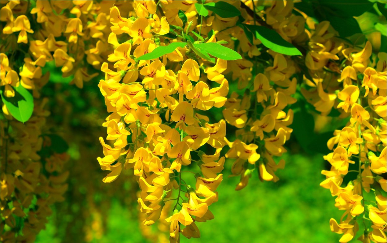 Бобовник Ватерера