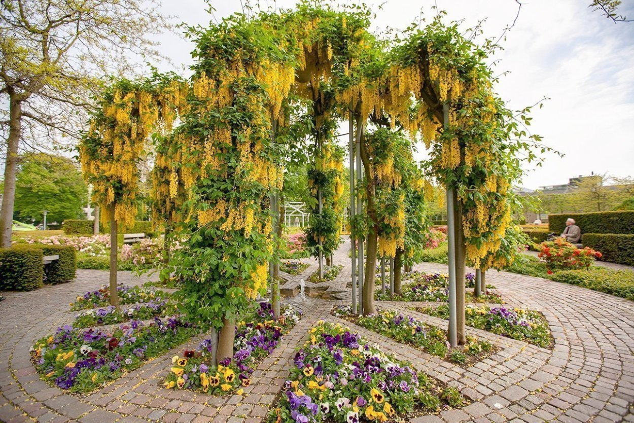 Бобовник анагировидный