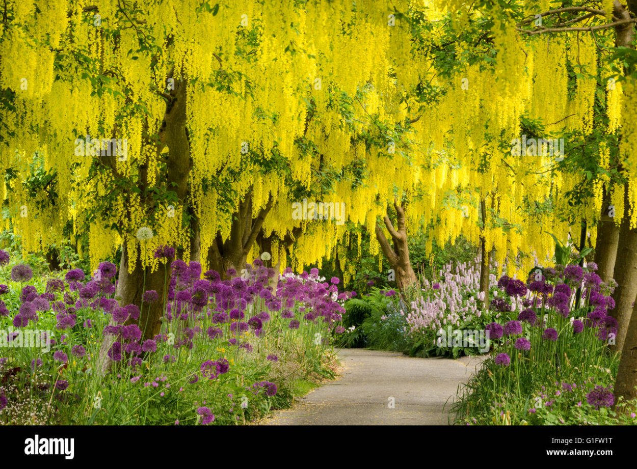 Ракитник (Лабурноцитисус) Адама