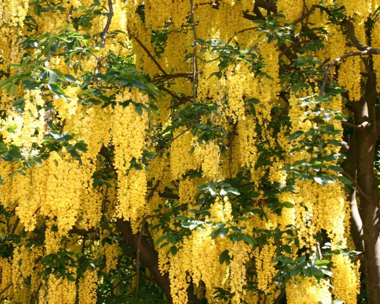 Арка и желтые цветы