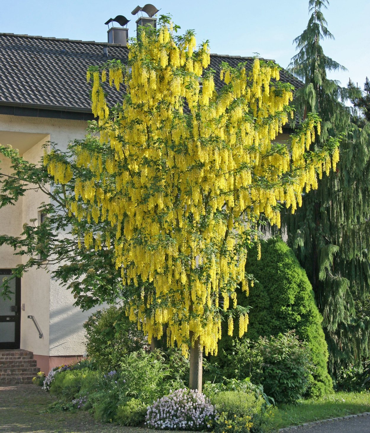 Глициния китайская бобовник