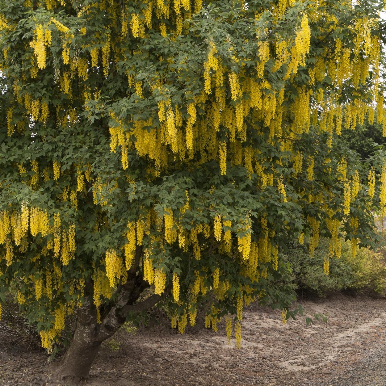 Бобовник Альпийский