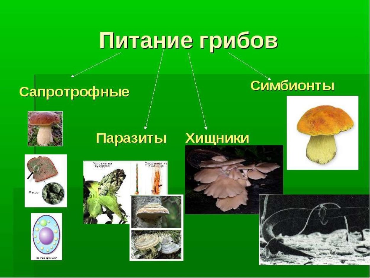 Грибы по типу питания являются ответ. Грибы способ питания.