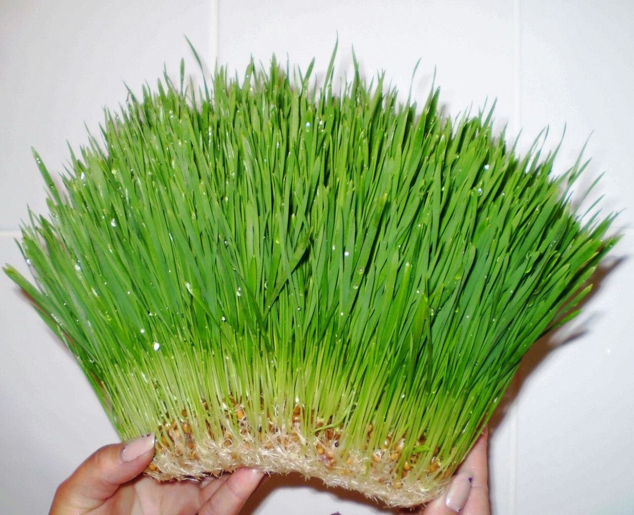 Гидропонный зеленый корм технология